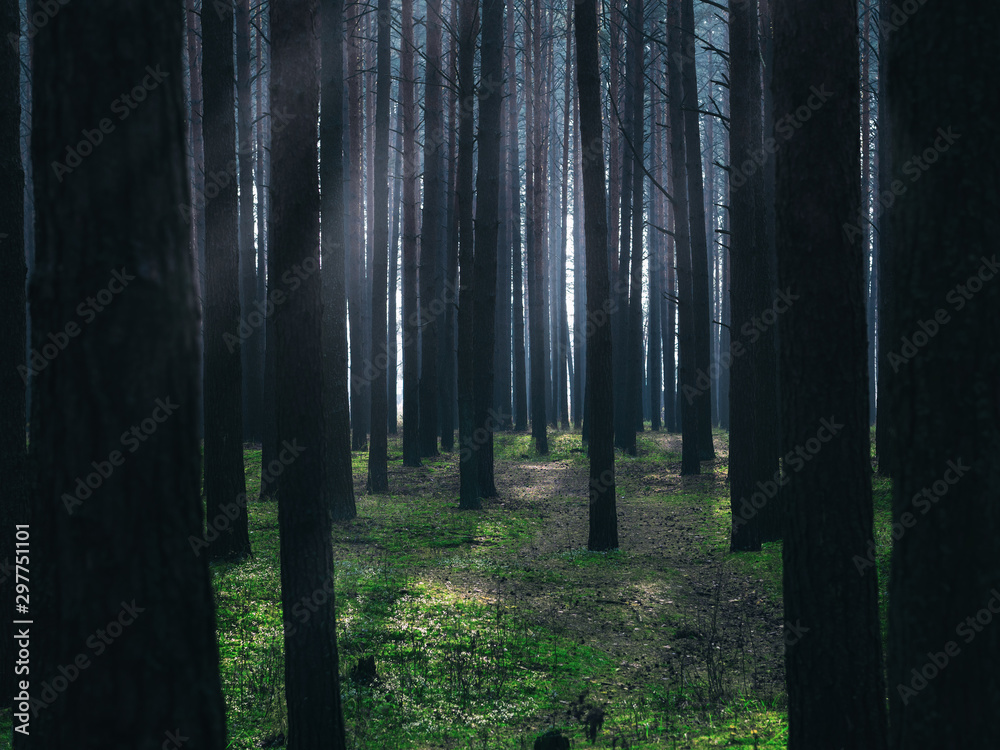 Fototapeta premium high pine forest in the dark with fog