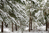 Beautiful pine trees covered in a thick snow near Oberon in winter