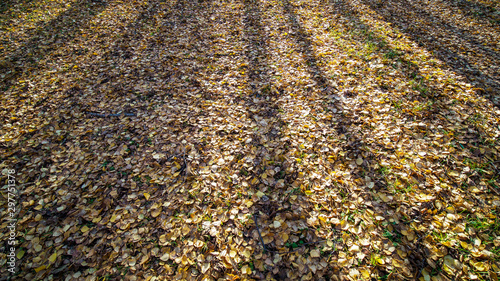 Alley in the city park covered with leaves.