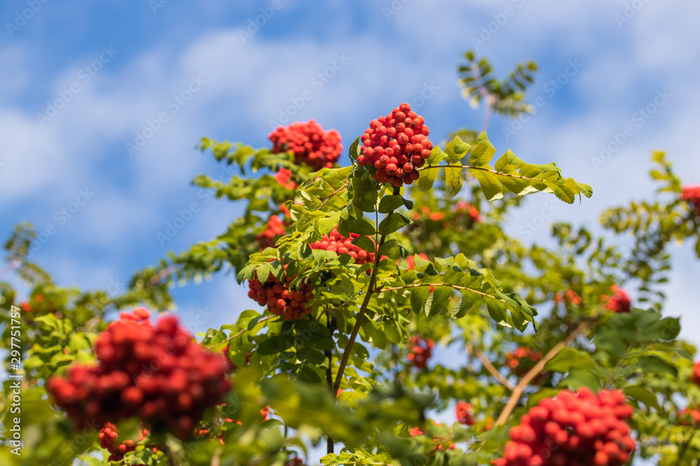 Red berries of ash on a branch Red berries of ash on a branch
