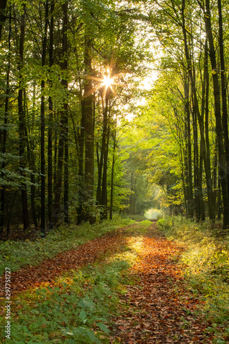 Herbstwald im M  nsterland