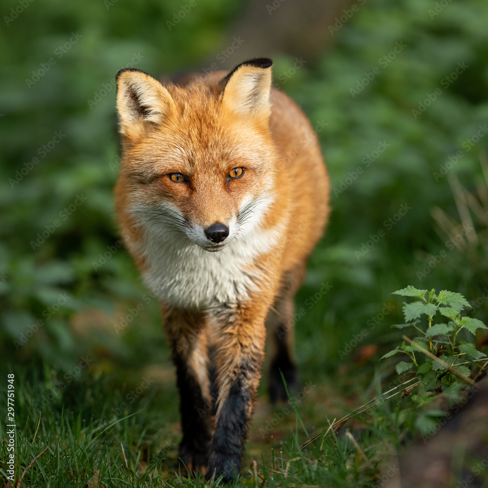 Portrait of a  Red fox in the forest during the autumn