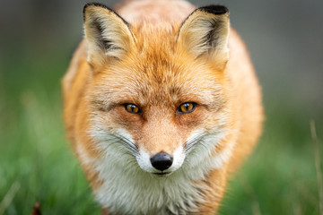 Portrait of a  Red fox in the forest during the autumn