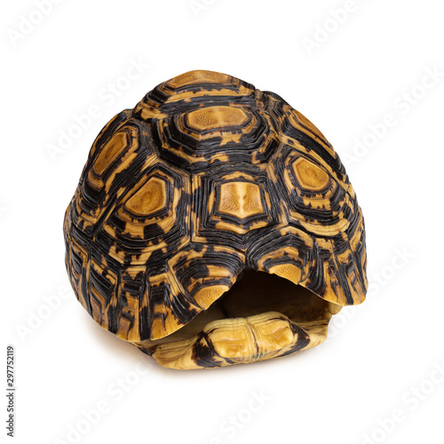 Close-up of Tortoise shell isolated on a white background