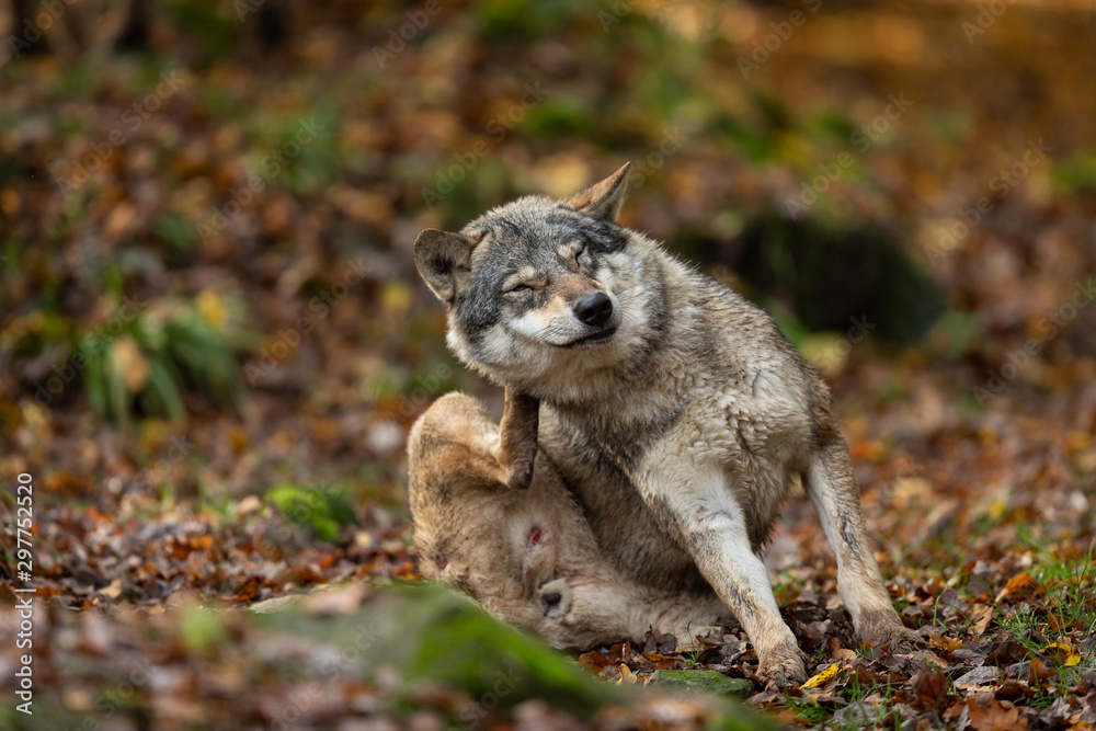 Obraz premium Grey wolf in the forest