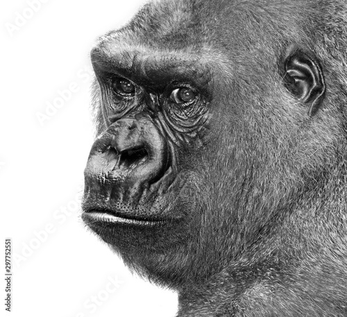 the gorrilla from africa