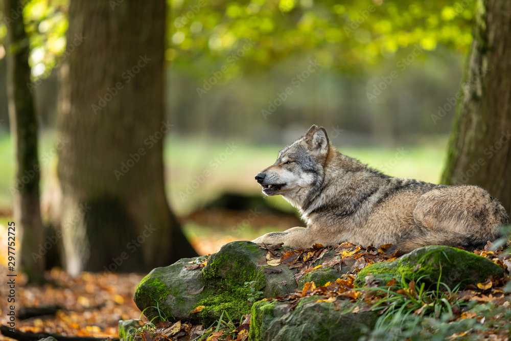 Fototapeta premium Grey wolf seated in the forest