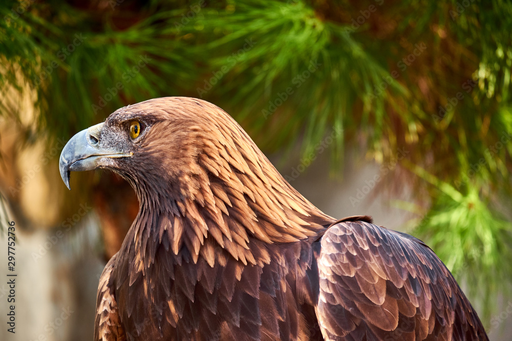 Naklejka premium Golden Eagle Portrait. Wild animal.