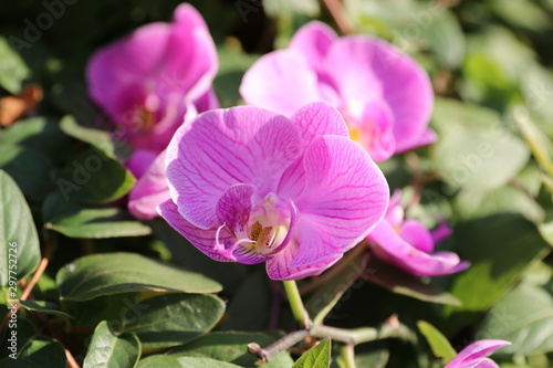 the relaxing tranquility of orchids in nature and sunlight