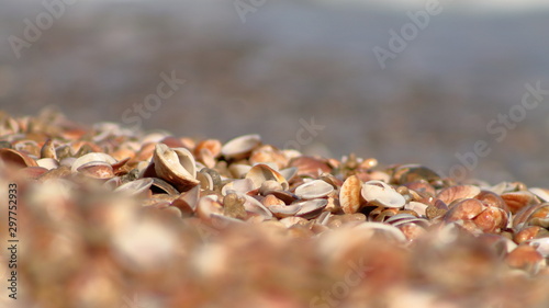 Closeup picture of sea shells © Dan