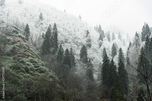 Winter scene with snowy pine trees, dry leaved trees and some green trees.