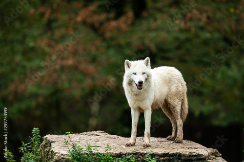 Artic wolf on the rock during the autumn