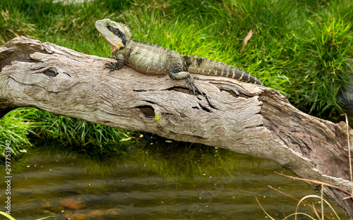 eastern water dragon Australia