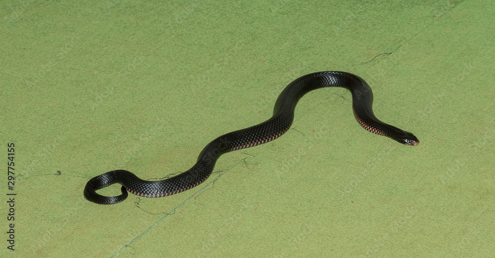 Fototapeta premium Red bellied black snake