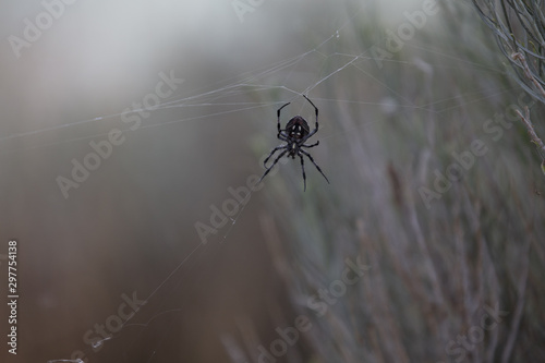 Spider(s) photo