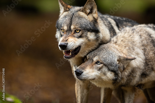 Obraz na płótnie Two Grey wolf angry in the forest w salonie