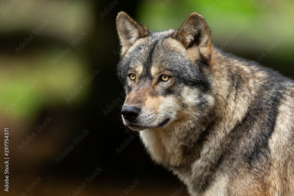 Portrait of a Grey wolf in the forest