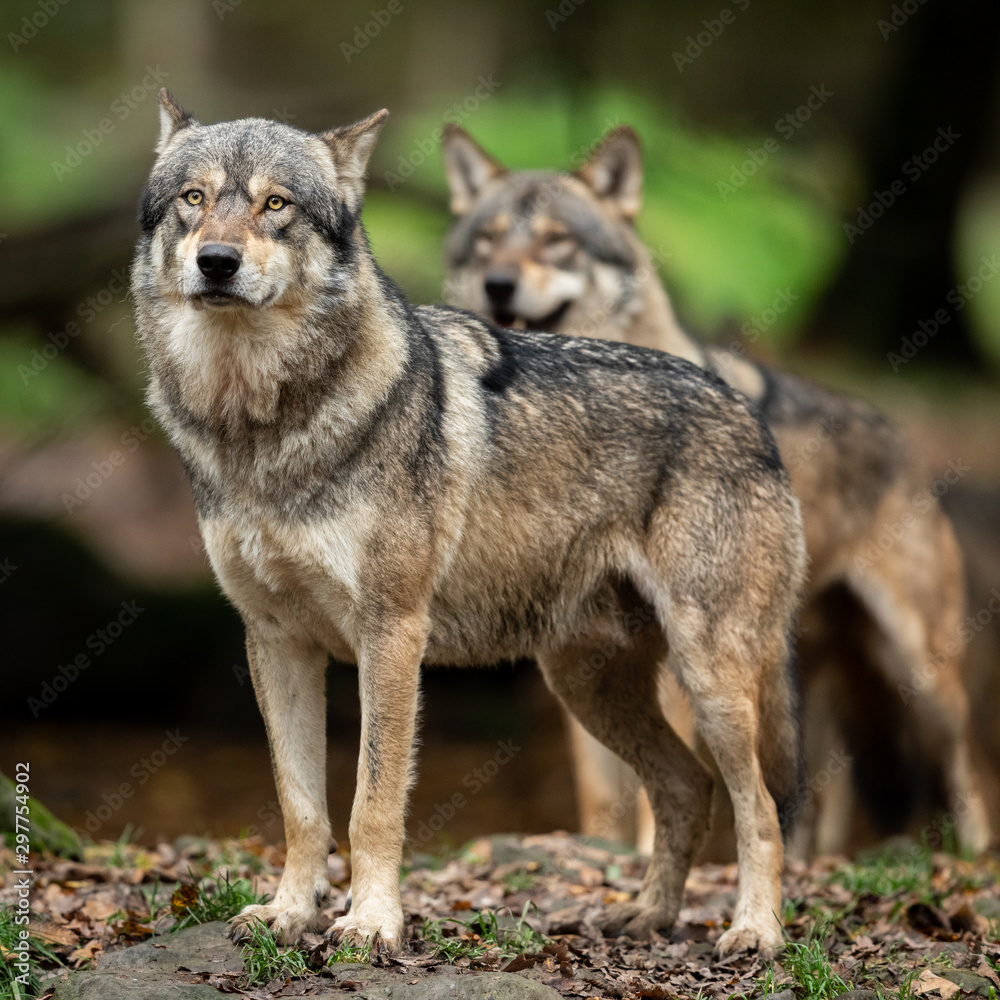 Fototapeta Two Grey wolf in the forest