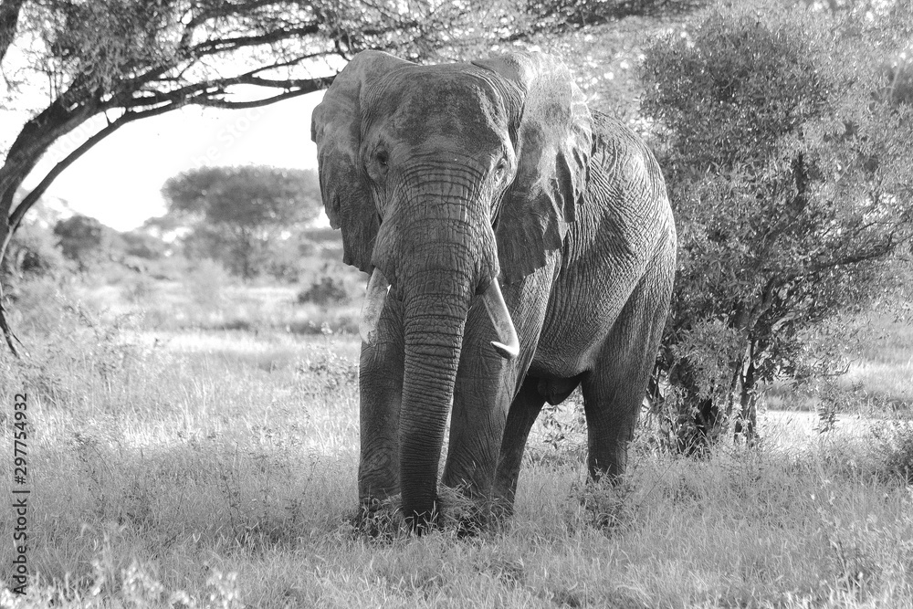 Naklejka premium Big Elephant look at camera