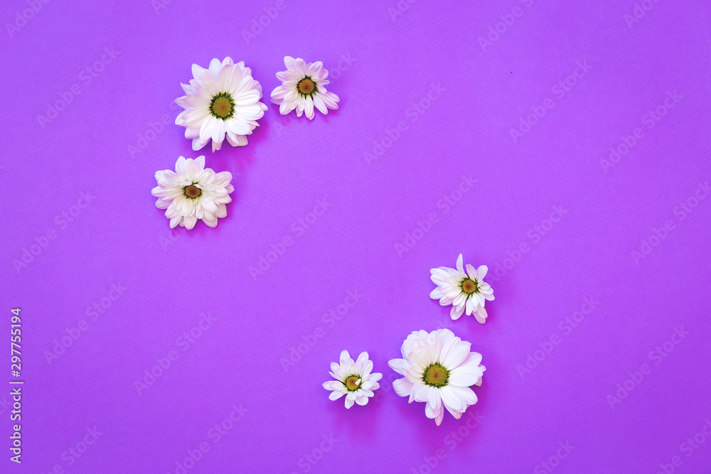 White chrysanthemum in the shape of circle on a purple background White chrysanthemum in the shape of circle on a purple background