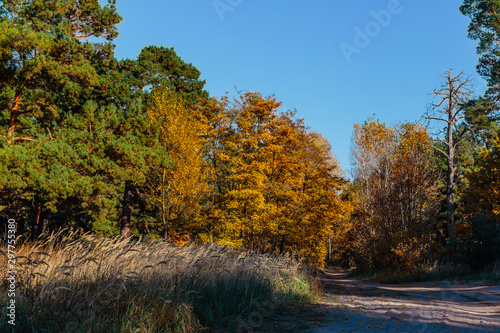 Autumn colors. Road in the autumn forest.