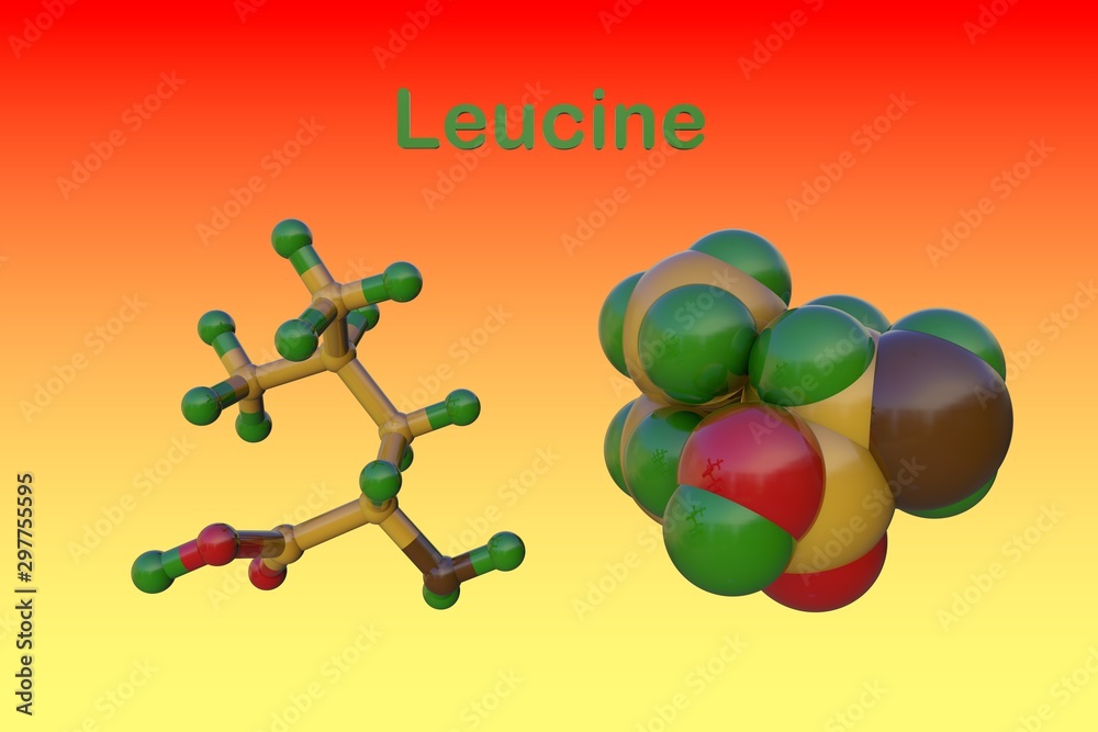 Molecular model of lleucine or leucine, an amino acid used in the