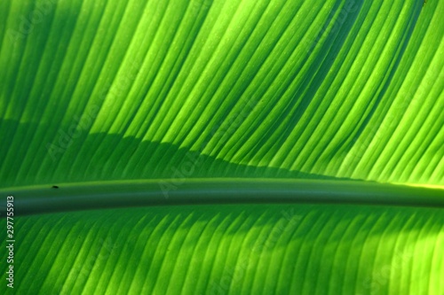 In selective focus vein pattern of a tropical banana palm leaf with warm light and shadow for background texture 