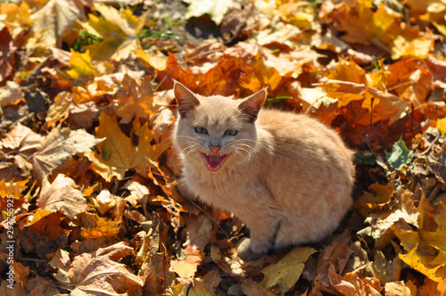 a young cat with red fur sits on a carpet of yellow maple leaves in autumn, he looks to merge with the terrain.