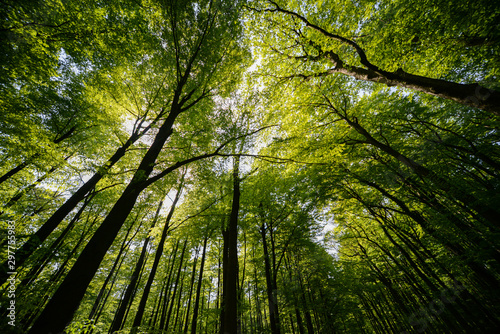 Mischwald Buchen Fagus Deutschland Sommer Laub Äste Himmel Sonnenlicht Göttingen Niedersachsen Perspektive Weitwinkel Eichen Forschung Wald Ökologie Stadtwald Baumkronen Wipfel Forst