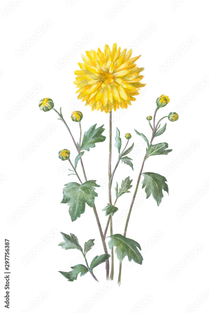 Naklejka Yellow chrysanthemum with thin twigs and leaves.