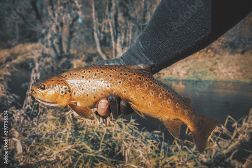 Beautiful brown trout caught in a stream