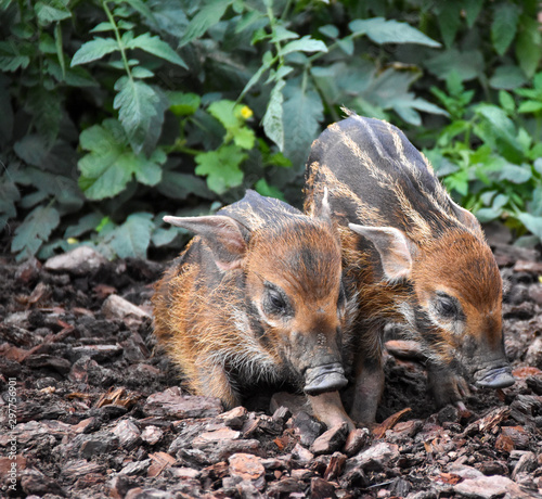 Bébés potamochères