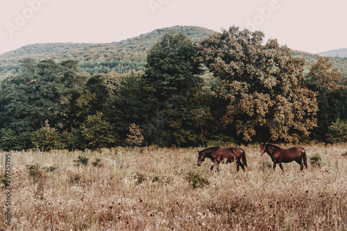 Two horse walking on meadow in autumn.