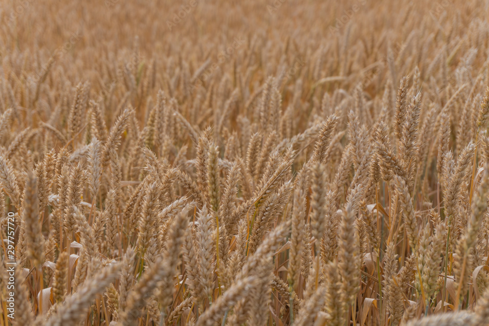 Ears of wheat in a wheat field, texture, background Ears of wheat in a wheat field, texture, background