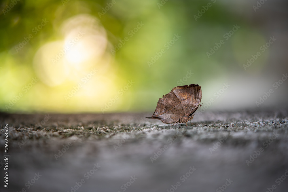 Fototapeta premium Nature of butterfly in garden using as background butterflies day cover page or banner template brochure landing page wallpaper design