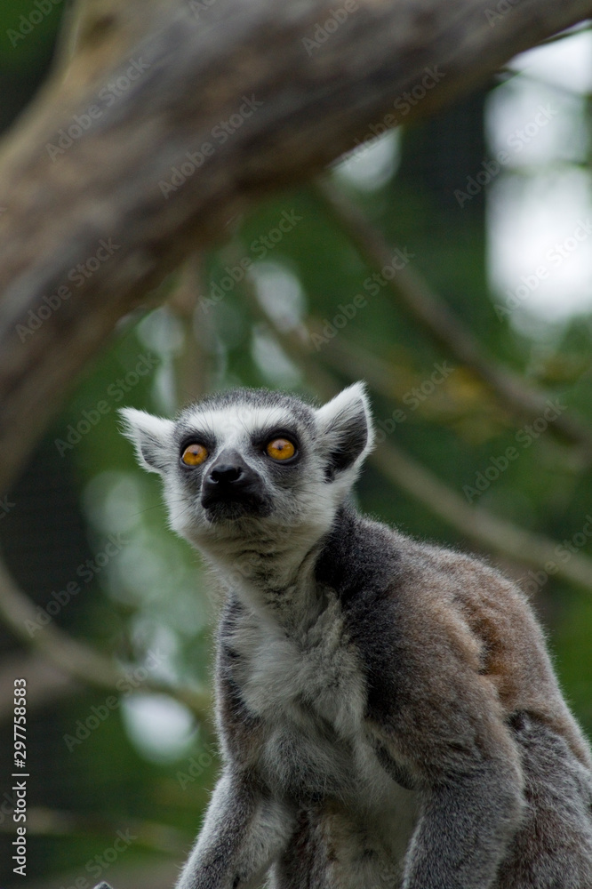Lemur Lemur