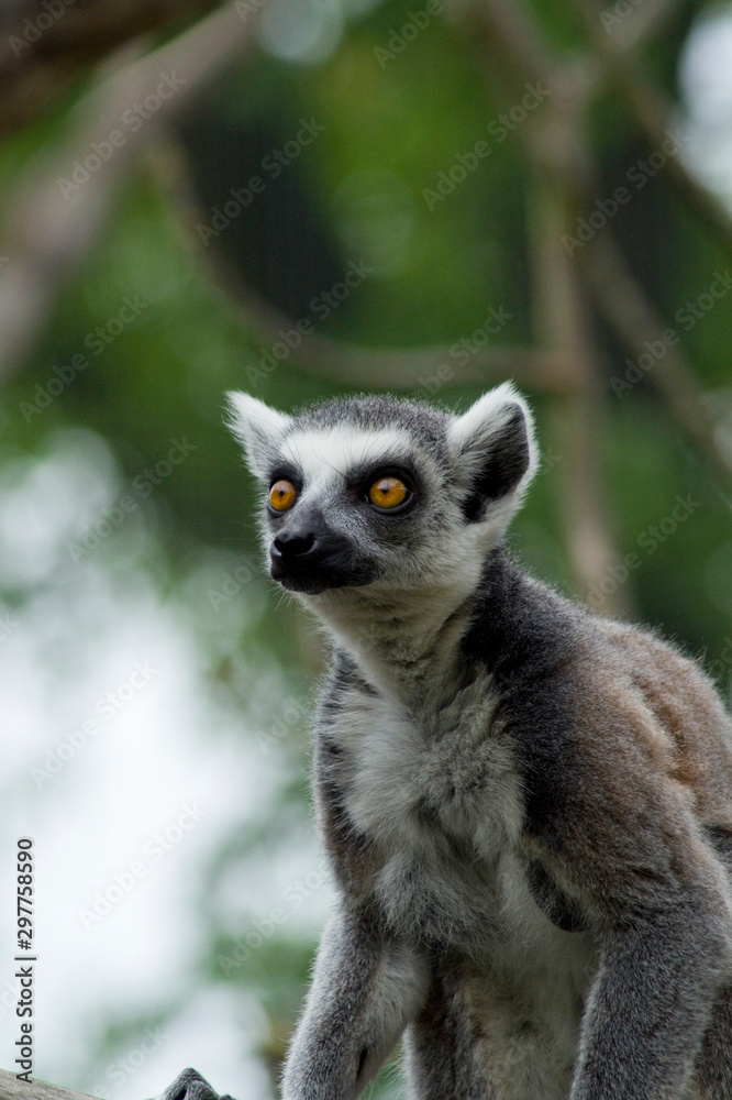 Lemur