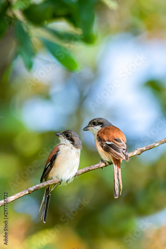 Two Burmese Shrike perching on a perch with soft morning sunlight