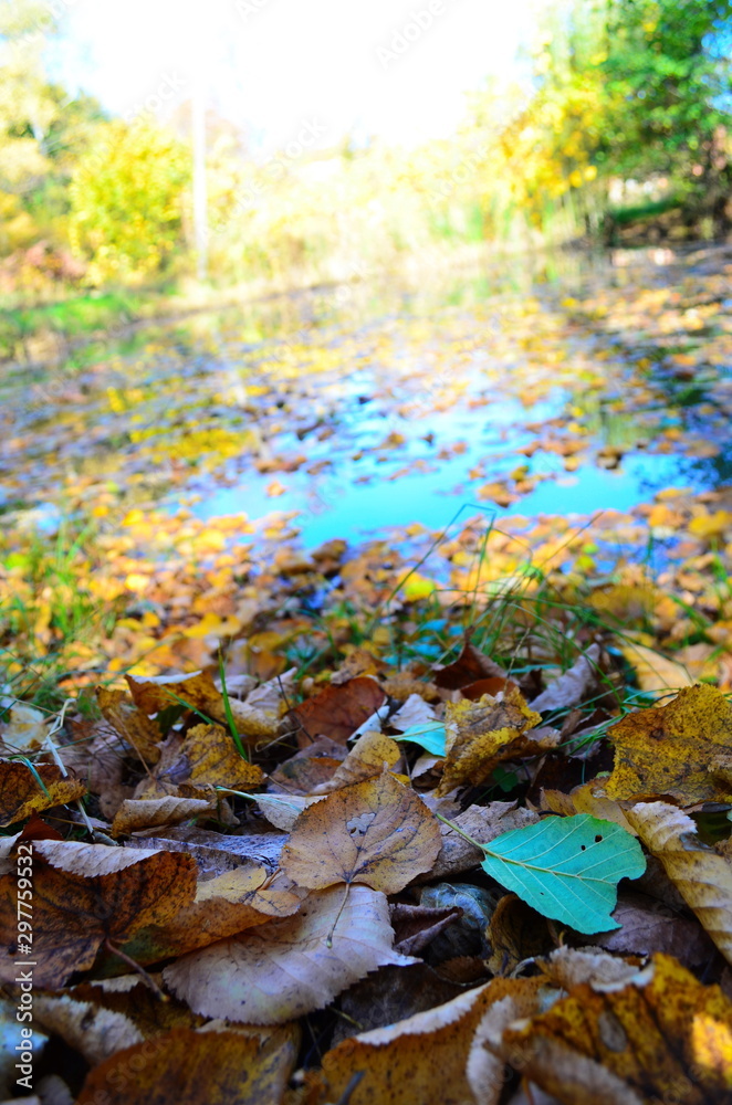 Background group autumn orange leaves. Outdoor.