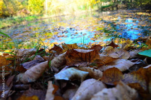 Background group autumn orange leaves. Outdoor.