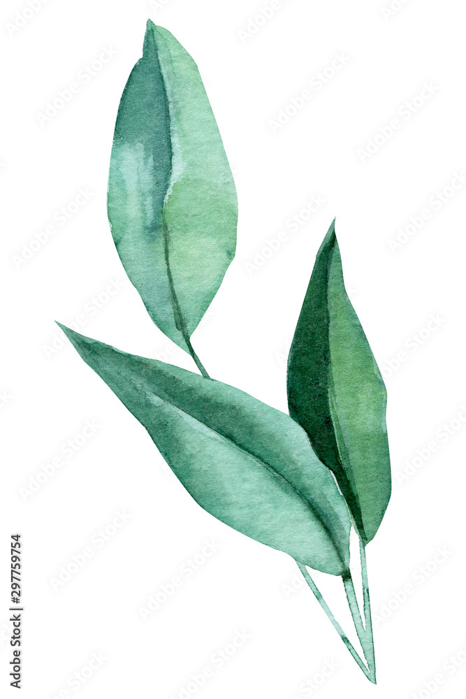 eucalyptus leaves on a white background, watercolor illustration