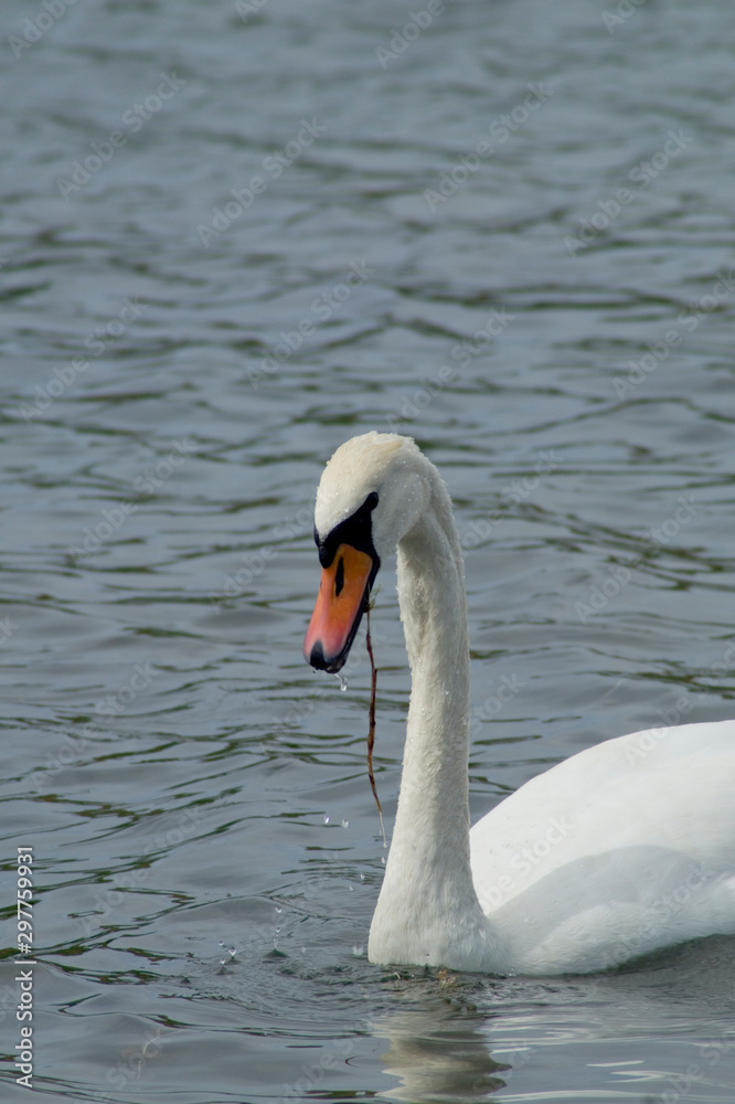 Schwan Schwan