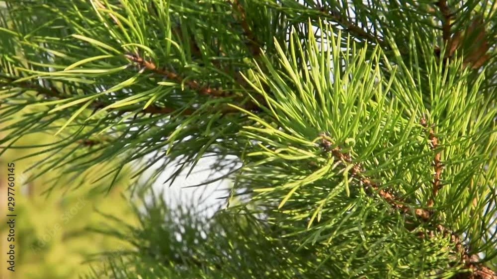 spruce green branches close-up, fon for new year mood spruce green branches close-up, fon for new year mood