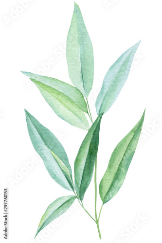 eucalyptus leaves on a white background, watercolor illustration © Hanna