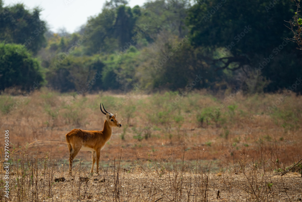 Puku male antelope alone in the wild Puku male antelope alone in the wild