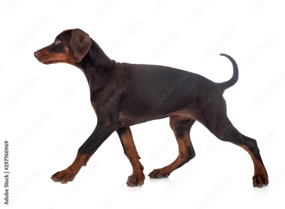 puppy doberman pinscher in studio puppy doberman pinscher in studio