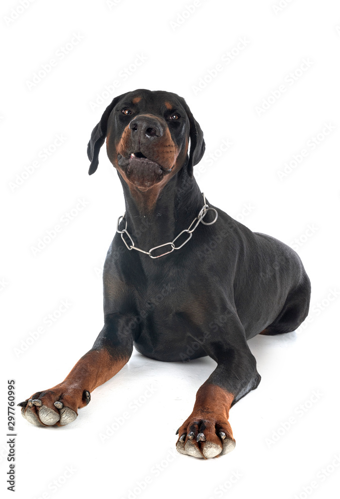 Obraz premium doberman pinscher in studio