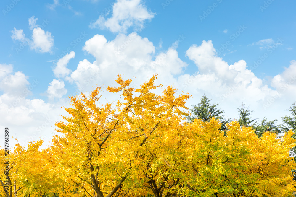 Beautiful yellow ginkgo tree in nature park,autumn landscape. Beautiful yellow ginkgo tree in nature park,autumn landscape.