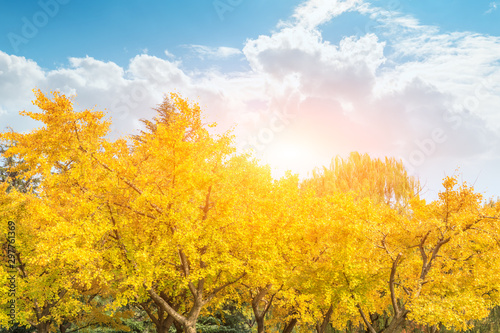 Beautiful yellow ginkgo tree in nature park,autumn landscape. © ABCDstock