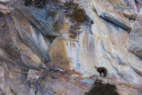 CHAMOIS - REBECO  o SARRIO (Rupicapra rupicapra) photo